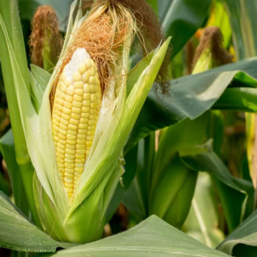 Sweet Corn  In Finland